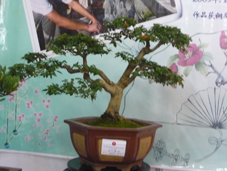 2025年新澳门原料免费