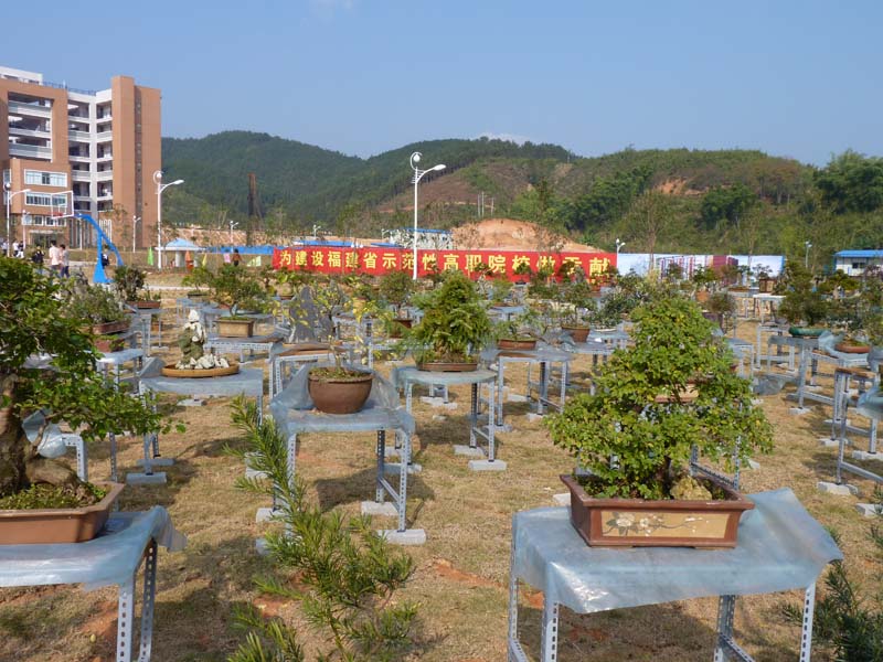 2025年新澳门原料免费