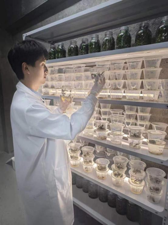 2025年新澳门原料免费