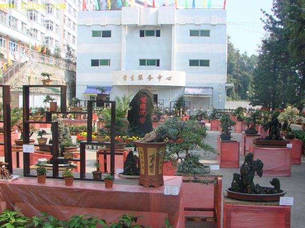 2025年新澳门原料免费
